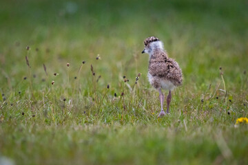 The southern lapwing (Vanellus chilensis)