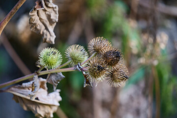 Natur Outdoor Herbst Rieselfelder