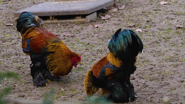 Close up of a natural behaviour rooster cock fight on a farm.
