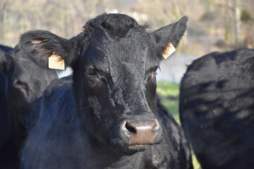 vaches, normandie, france