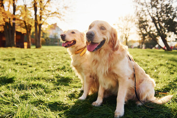 Sitting on the grass. Two beautiful Golden Retriever dogs have a walk outdoors in the park together