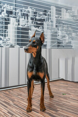 Doberman dog playing in a city apartment.