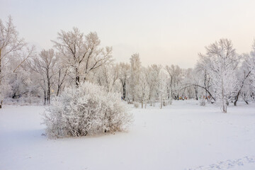 Winter landscape trees covered with hoarfrost