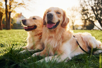 Sitting on the grass. Two beautiful Golden Retriever dogs have a walk outdoors in the park together