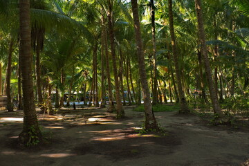 Malaysia. The East coast of the island of Borneo. A tourist campsite located in a palm grove on the coral island of Mabul, famous for its diving clubs.