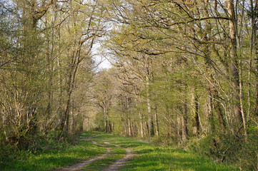 for&ecirc;t au printemps