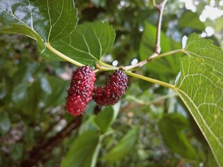 fruits in the plant