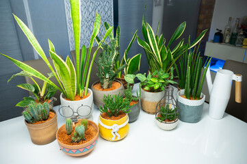 Houseplants repotted in planting granules