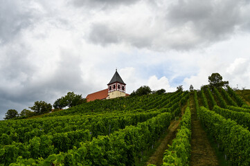 Fototapeta na wymiar Church with a half-timbered bell tower on top of a vineyard. Vine is growing in the front and dark clouds are in the background.
