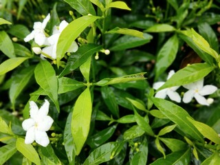 lily of the valley in the forest