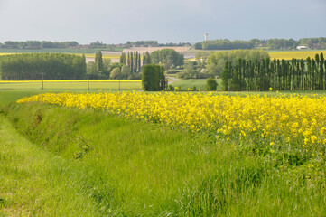 champs de colza