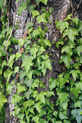 Plant with green leaves twining on an old gnarled tree.