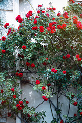 Fototapeta na wymiar A rose bush with red flowers twining on a house wall.