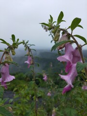 pink flower in the mountains