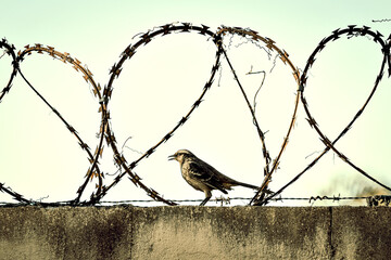 Pássaro em muro de arame farpado
