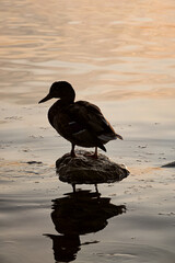 A duck sitting on a stone in the lake in an evening mood.