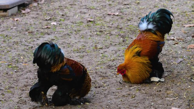 Close up of a natural behaviour rooster cock fight on a farm.