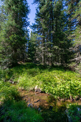 path in the forest (Vorarlberg/Tyrol, Austria)