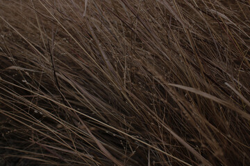 texture grass boho