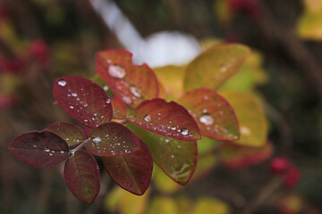 raindrops on a colorful leaf