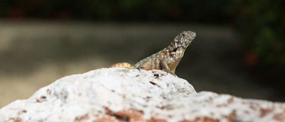 Eidechse auf warmem Stein