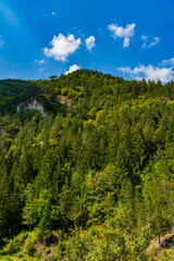 Tara mountain in Serbia