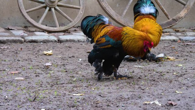 Close up of a natural behaviour rooster cock fight on a farm.