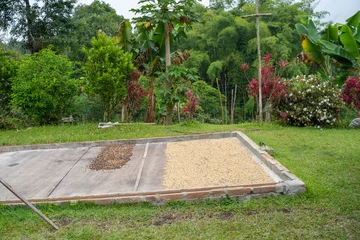 Fotobehang Koffiebonen Séchage artisanal du café dans une ferme à Filandia, Quindio, Colombia  © Matthieu