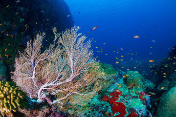 Fototapeta na wymiar Beautiful, colorful tropical fish on a coral reef in the Andaman Sea
