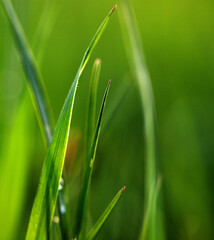 fresh green grass spring background banner new life and nature concept
