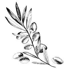 Olive tree in a vector style isolated. Black and white engraved ink art. Full name of the plant: Branches of an olive tree. Vector olive tree for background, texture, wrapper pattern, frame or border.