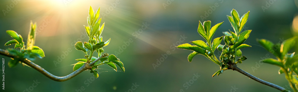 Wall mural fresh green leaves spring background banner new life and nature concept