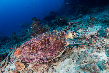 Naklejka na ściany i meble Hawksbill Sea Turtle (Eretmochelys imbricata) feeding on a tropical coral reef
