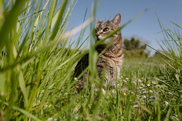 Louna BabyCat