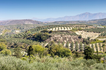 Fototapeta na wymiar The panoramic views of the mountains, the olive groves in the countryside