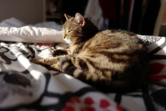 Louna BabyCat
