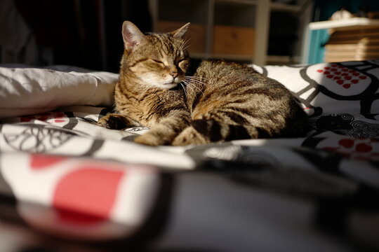 Louna BabyCat