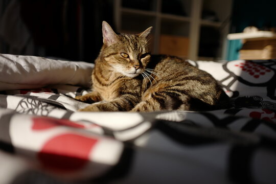 Louna BabyCat