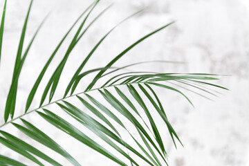 Room palm leaves on grey wall background. Modern  floral concept of home garden.