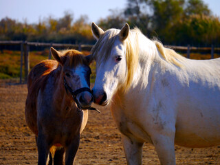Ein weisses Pferd und ein braunes Fohlen stehen Kopf an Kopf zusammen und schauen in die Kamera
