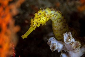 Beautiful, yellow Tiger Tail seahorse on a tropical coral reef