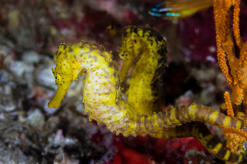 Pair of yellow Tiger Tail Seahorses on a dark tropical coral reef