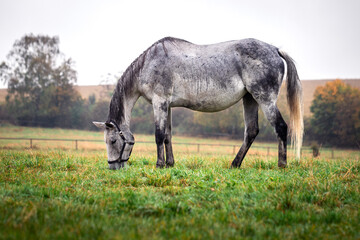Roan horse grazing on pasture in rain