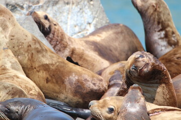 Obraz premium Beringsee Russland