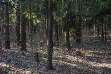 Spruce forest in the early spring morning. Light and shadow.