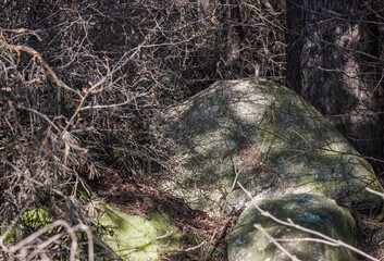 Old stones with spots of green moss surrounded by branches. Light and shadow.