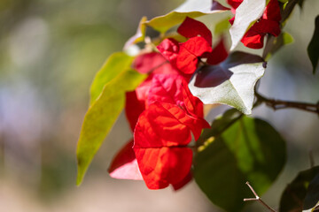 red and white