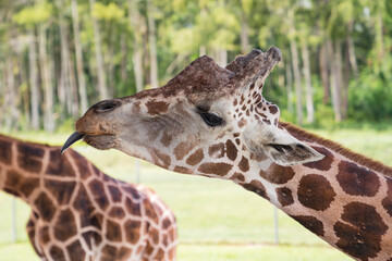 portrait of a giraffe