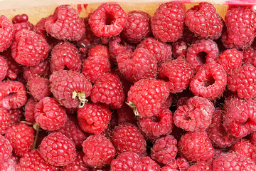 Many berries of red ripe raspberries close up