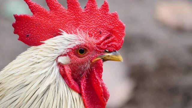 Close up of male chicken rooster head